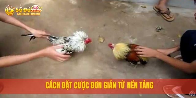 Đá Gà Sodo6789 – Trận Đấu Nảy Lửa, Cá Cược Cực Hồi Hộp 3 Cách đặt cược đơn giản từ nền tảng