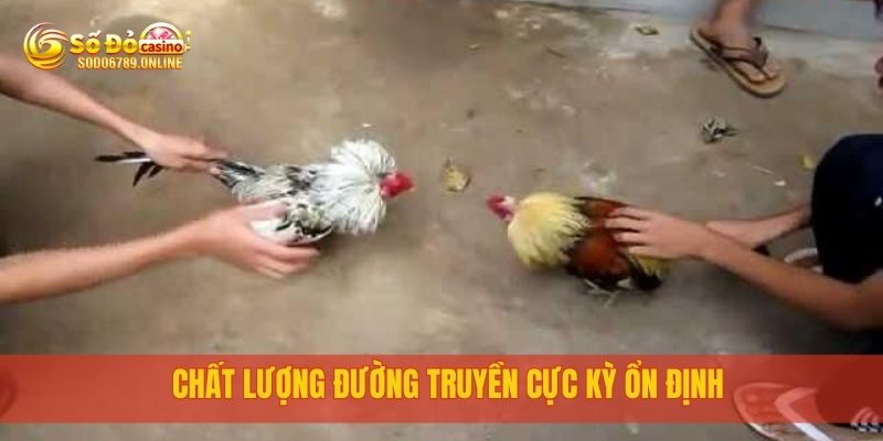 Đá Gà Cựa Dao Trực Tuyến Cực Đã Tại Nền Tảng Sodo6789 4 Chất lượng đường truyền cực kỳ ổn định