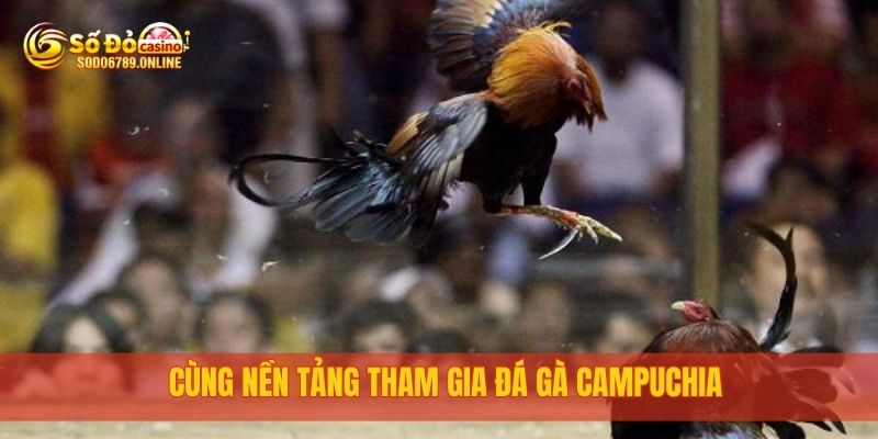 Cùng nền tảng tham gia đá gà Campuchia