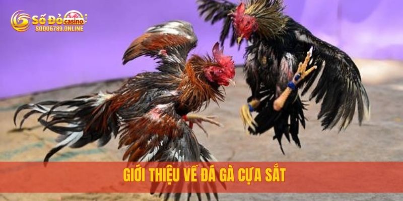 Đá Gà Cựa Sắt: Trận Đấu Nảy Lửa Tại Nền Tảng Sodo6789 2 Giới thiệu về Đá Gà Cựa Sắt