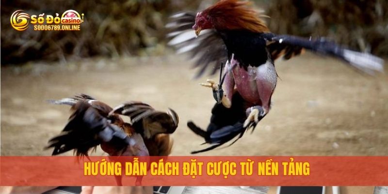 Hướng dẫn cách đặt cược từ nền tảng