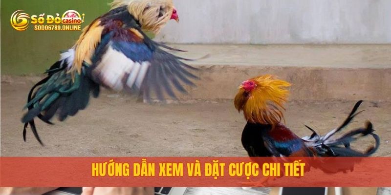 Đá Gà Cựa Dao Trực Tuyến Cực Đã Tại Nền Tảng Sodo6789 3 Hướng dẫn xem và đặt cược chi tiết