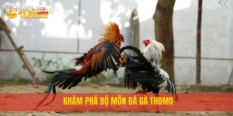 Đá Gà Thomo Campuchia Siêu Kịch Tính Tại Nền Tảng Sodo6789 2 Khám phá bộ môn đá gà Thomo