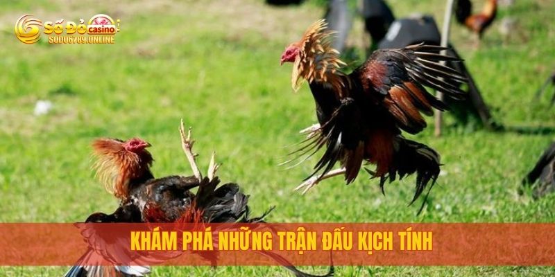 Đá Gà Cựa Sắt: Trận Đấu Nảy Lửa Tại Nền Tảng Sodo6789 4 Khám phá những trận đấu kịch tính