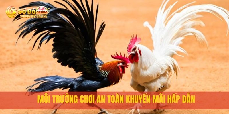 Top 5 Trang Đá Gà Mạng Uy Tín, Chơi Ngay tại Sodo6789 4 Môi trường chơi an toàn khuyến mãi hấp dẫn