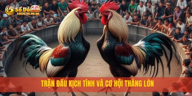 Đá Gà Thomo Campuchia Siêu Kịch Tính Tại Nền Tảng Sodo6789 4 Trận đấu kịch tính và cơ hội thắng lớn
