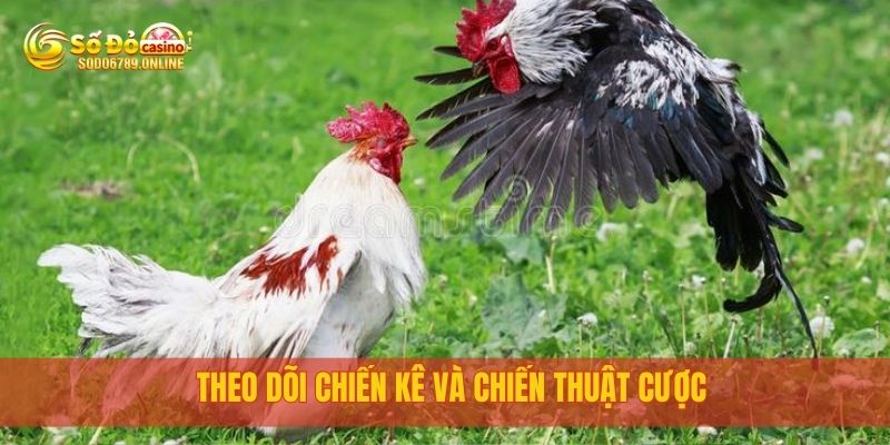 Đá Gà Sodo6789 – Trận Đấu Nảy Lửa, Cá Cược Cực Hồi Hộp 4 Theo dõi chiến kê và chiến thuật cược