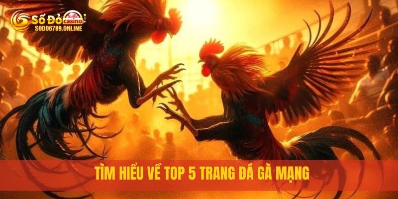 Top 5 Trang Đá Gà Mạng Uy Tín, Chơi Ngay tại Sodo6789 2 Tìm hiểu về Top 5 trang đá gà mạng