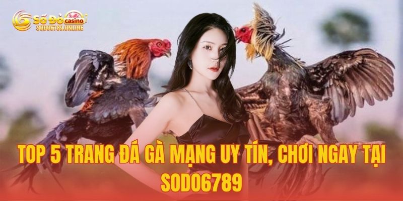 Top 5 trang đá gà mạng