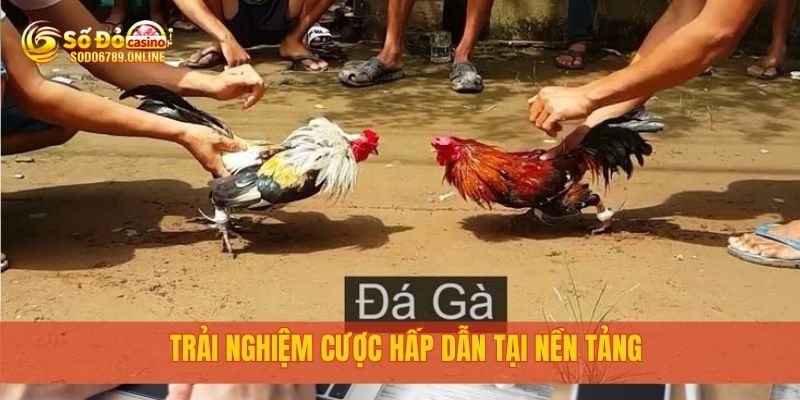 Đá Gà Thomo Campuchia Siêu Kịch Tính Tại Nền Tảng Sodo6789 3 Trải nghiệm cược hấp dẫn tại nền tảng